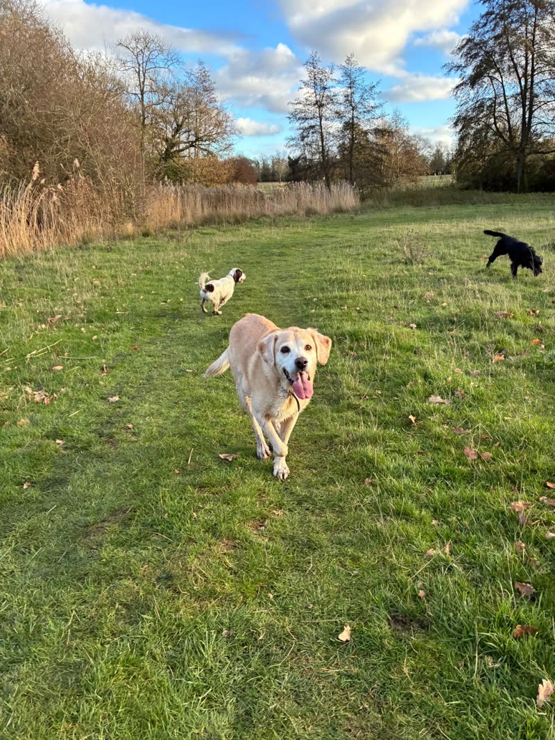 A golden retriever running towards the camera across a wide green field, two dogs behind