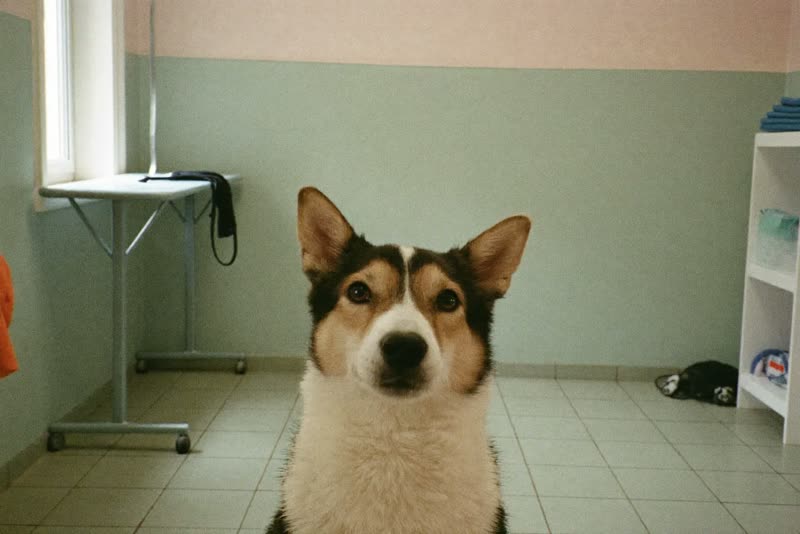 The grooming room with table and towels ready