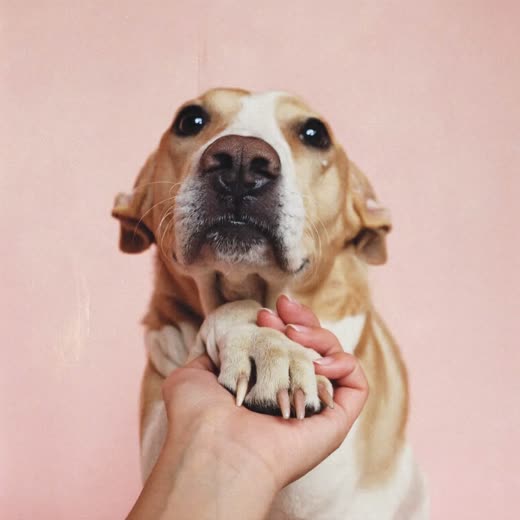 A dog's paw held for a nail trim