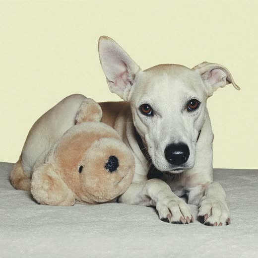 A dog settled on a blanket with a soft toy